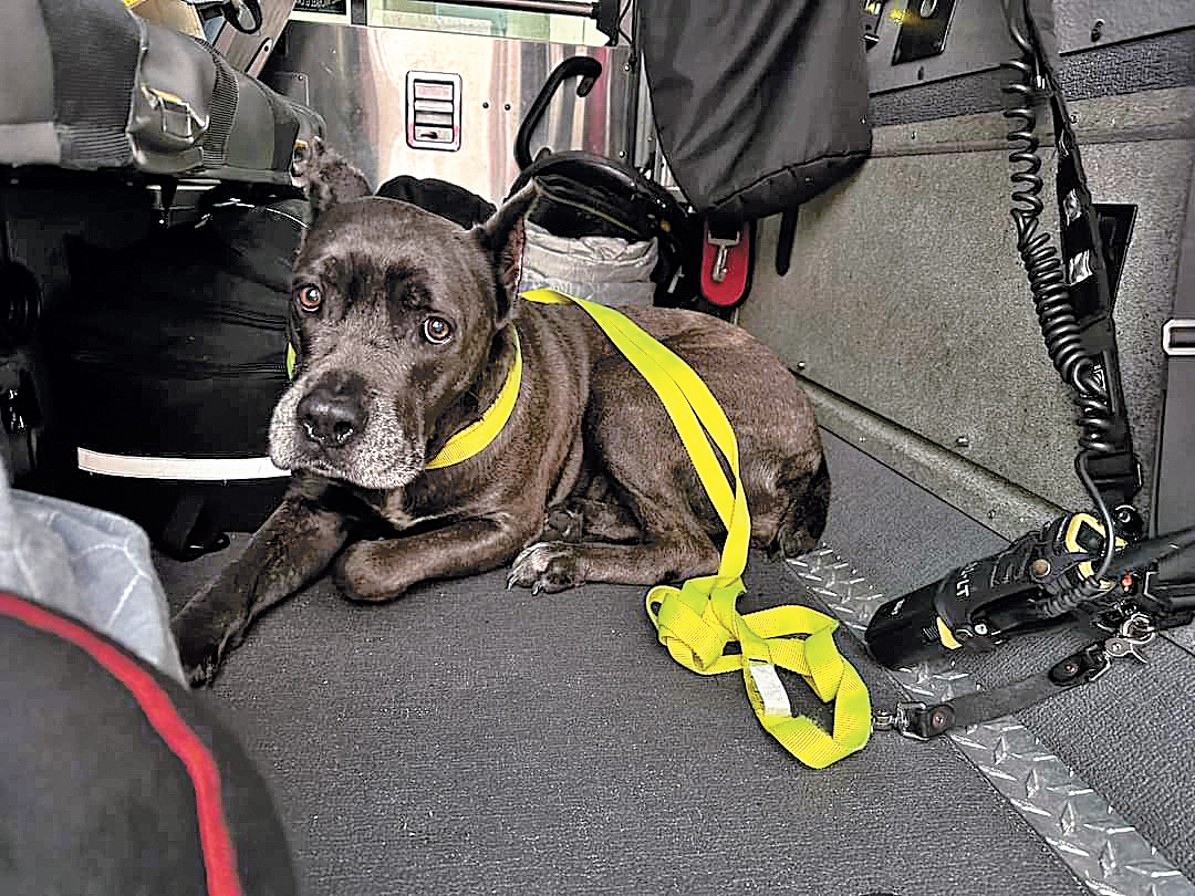 CCFD rescues two pets from canals News, Sports, Jobs Cape Coral Breeze